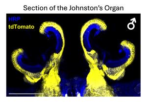 Expression of the fruitless gene in the Johnston's organ