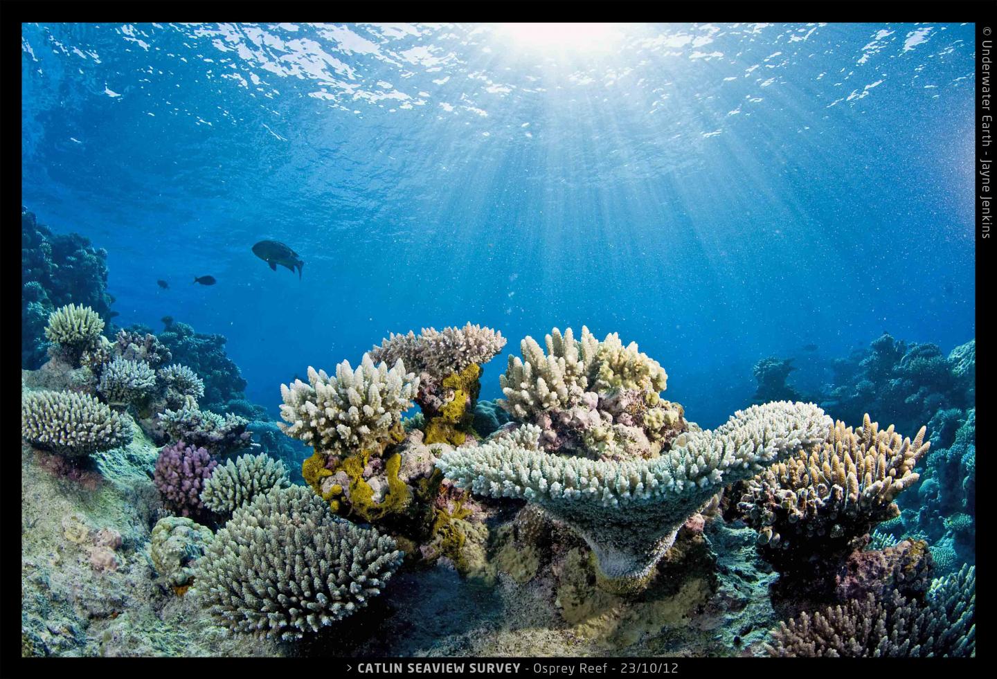 Osprey Reef