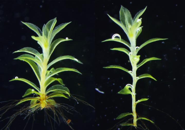 <i>Physcomitrella patens</i>