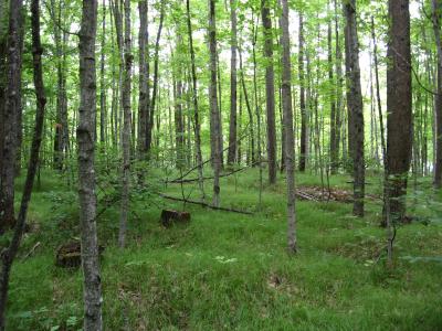 Forest Carpet, Few Trees
