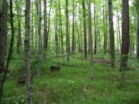 Forest Carpet, Few Trees