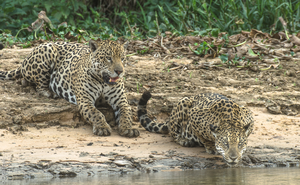 Jaguars
