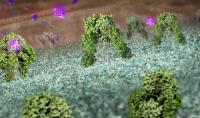 Insulin Receptor
