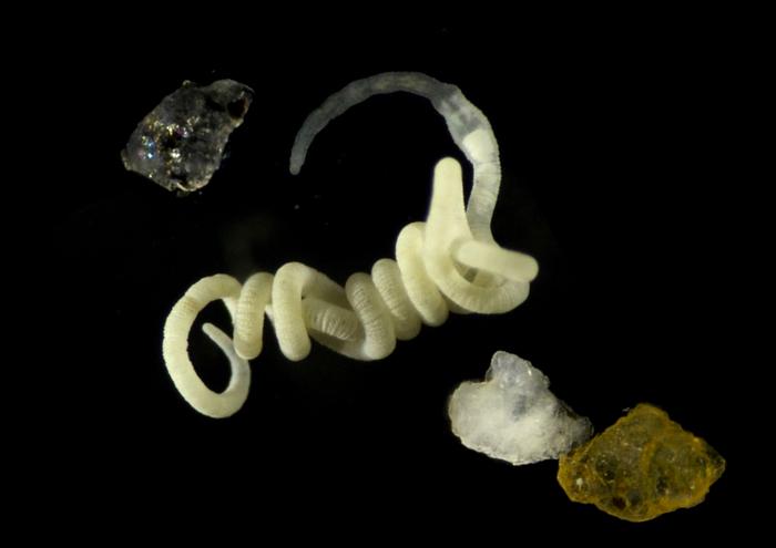 The worm Olavius algarvensis