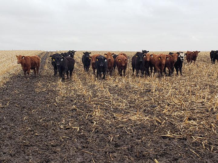 High stocking density cattle