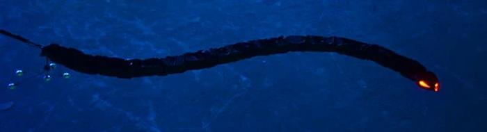 An eel-like robot based on a dielectric elastomer