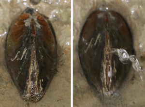 Squirting mussel