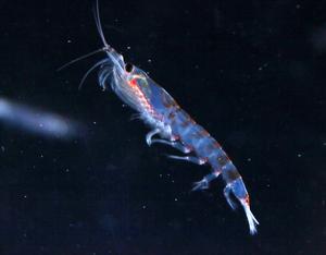 Antarctic Krill