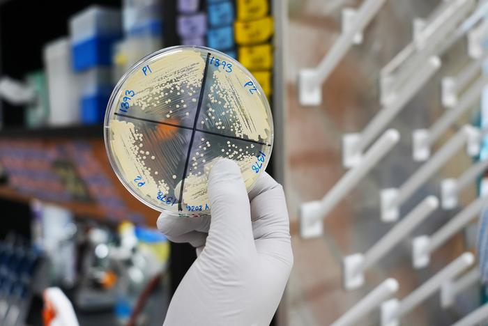 Candida culture