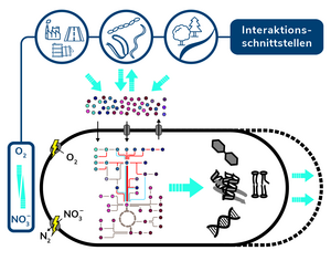 Interactions of Aromatoleum
