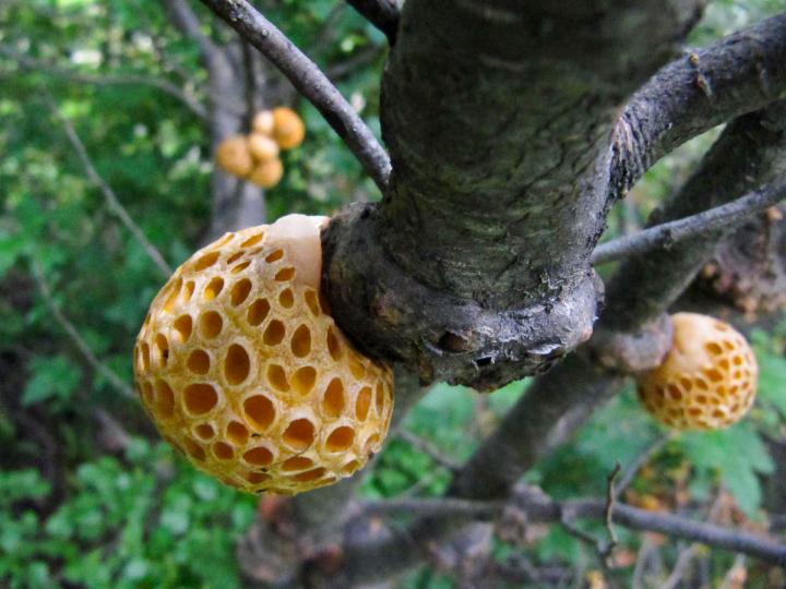 Patagonian Gall