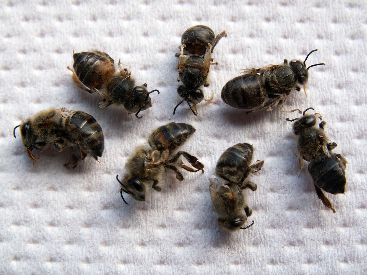 Dead Bees