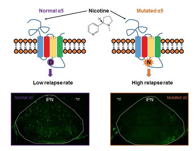 Smoking Cessation: a Genetic Mutation Involved in Relapse