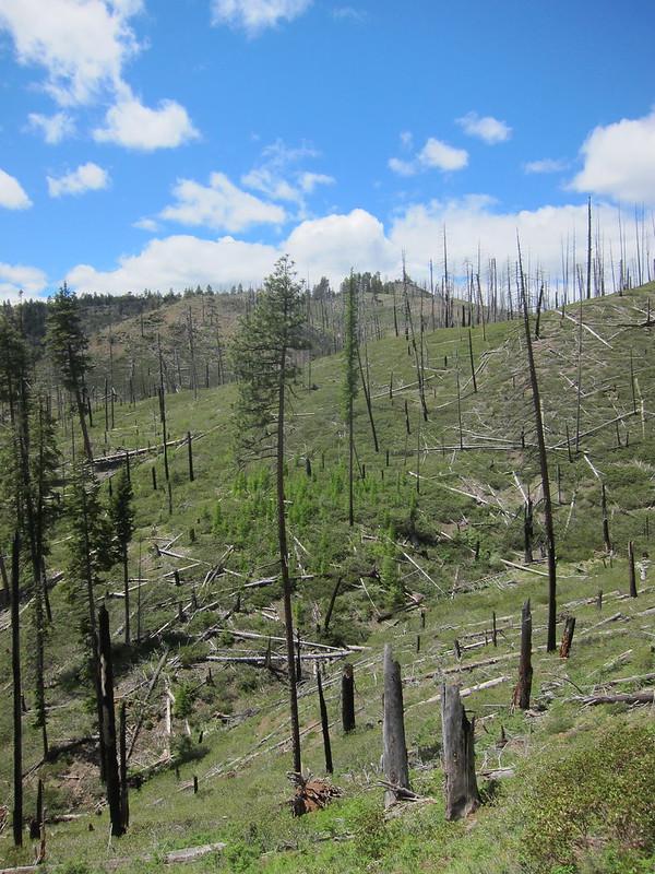 Larch refugium