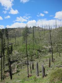 Larch refugium