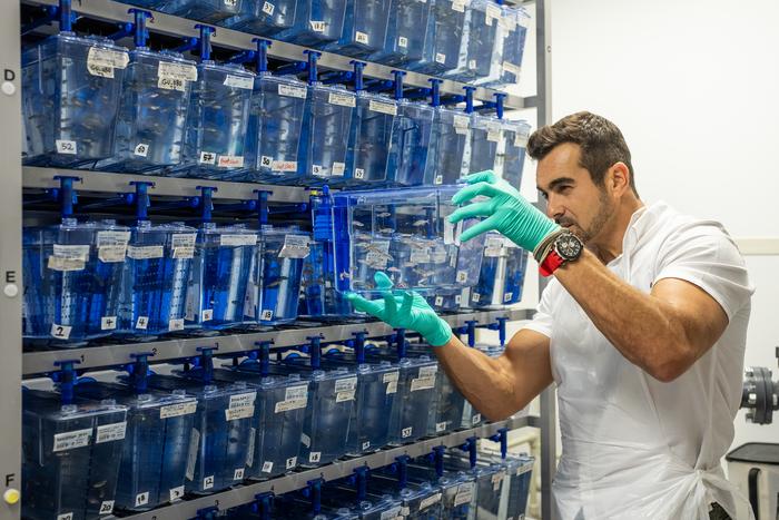 A tiny fish is helping clinicians avoid unnecessary multi-million-dollar treatment for babies suspected of having spinal muscular atrophy