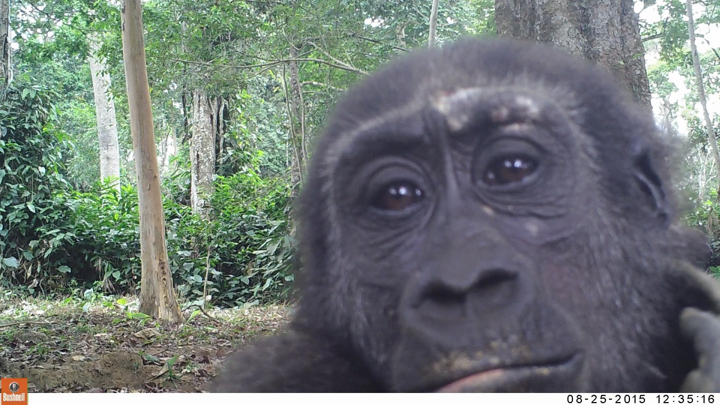 Gorilla