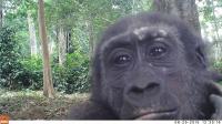 Gorilla