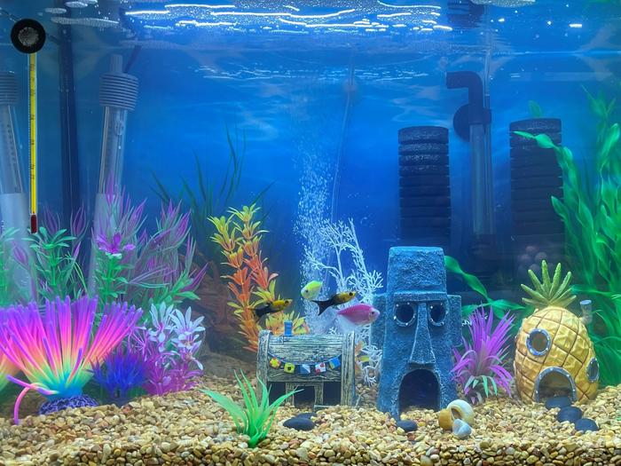 Classroom aquarium