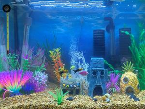 Classroom aquarium