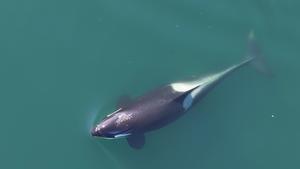 Whale with kelp