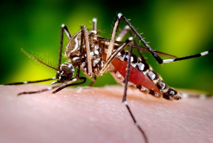 8 in 10 Indonesian Children Has Been Infected with Dengue