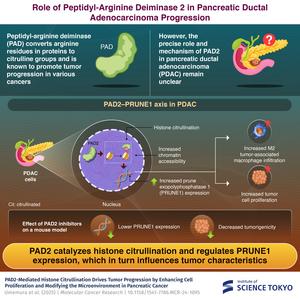 Role of peptidyl-arginine deiminase 2 in pancreatic ductal adenocarcinoma progression