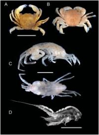 Crustaceans