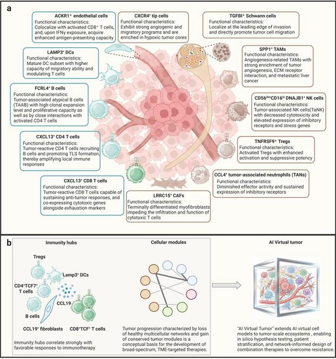 Discovering the cellular diversity and coordinated cellular networks within TME.