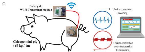 Schematic drawing for acute in-vivo experimental setup