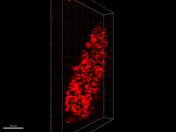 Adipose progenitor cells video