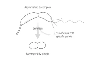 Caulobacterales bacteria