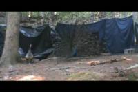 A Male Peacock Demonstrates the 'Hoot-Dash Display'