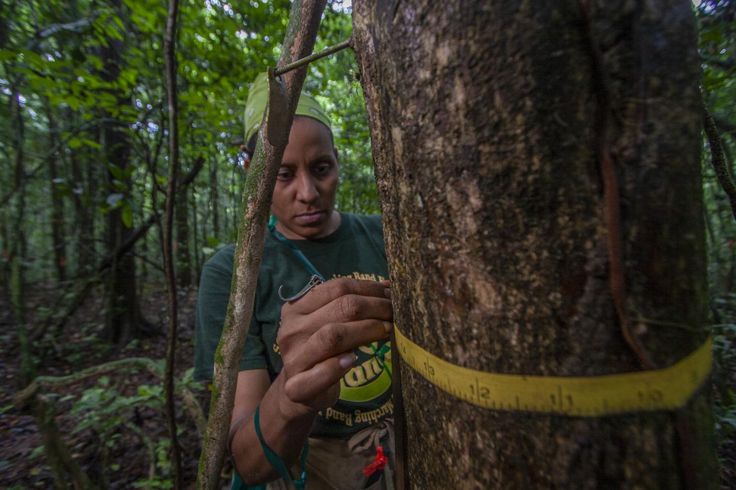 Measuring tree diameters in Panama