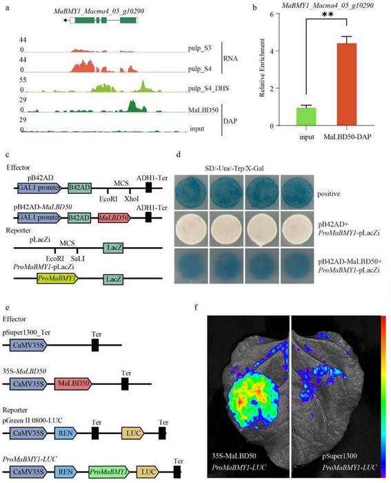 Regulation of MaBMY1's expression by MaLBD50.