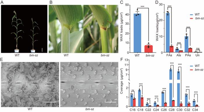 Characterization of bm-sz phenotype.