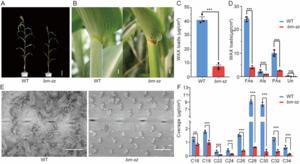 Characterization of bm-sz phenotype.