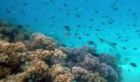 Living Coral