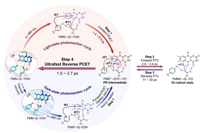 Proposed light-state and dark-state photoreaction cycles of the BLUF domain.