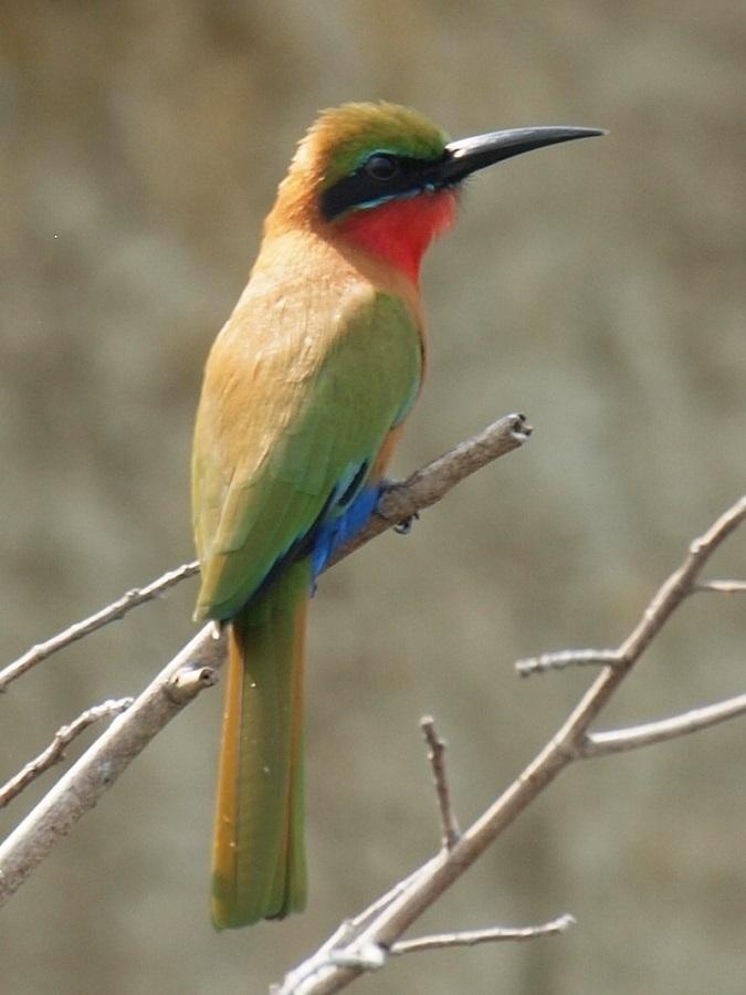 <i>Merops bullocki</i>