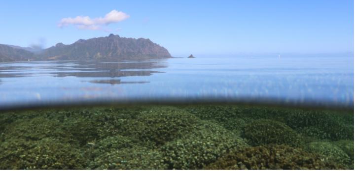 Coral Reefs