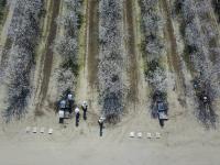 Drone Photo of Almond Orchard