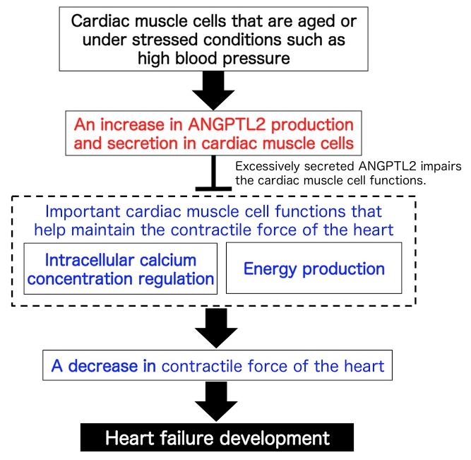 A Novel Mechanism Underlying Heart Failure Development
