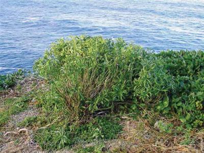 <i>L. castellanum</i>