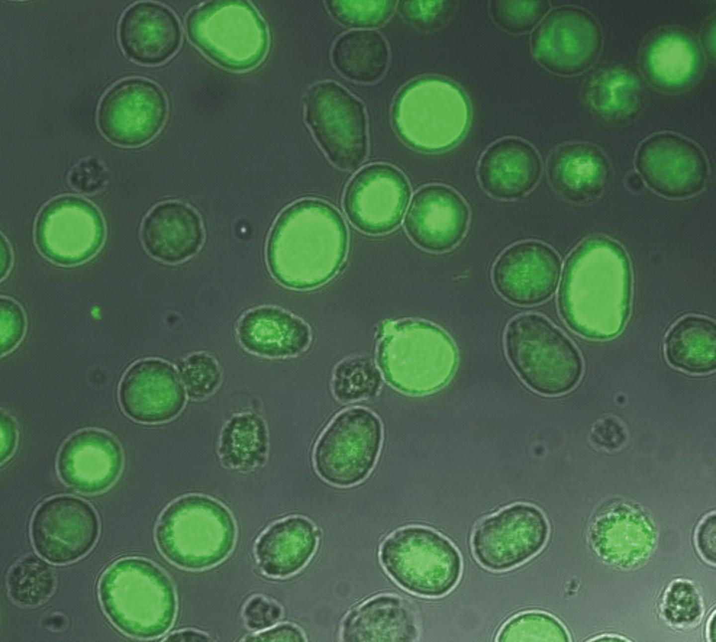Insect Cells