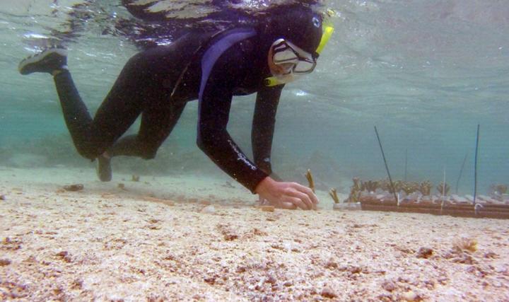 Placing Corals