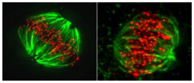 Mutated BubR1 Makes a Mess of Chromosome Segregation