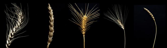 Wheat varieties