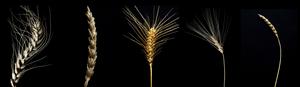 Wheat varieties