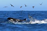 Killer whales, birds